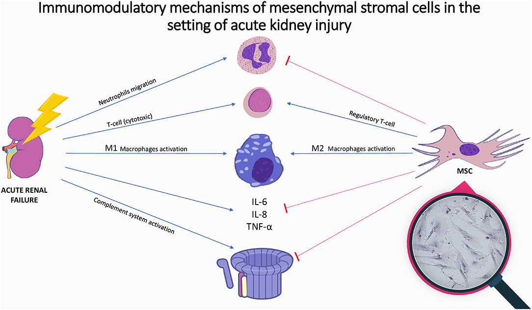 圖1：間充質(zhì)基質(zhì)細胞在急性腎損傷中的免疫調節機制。