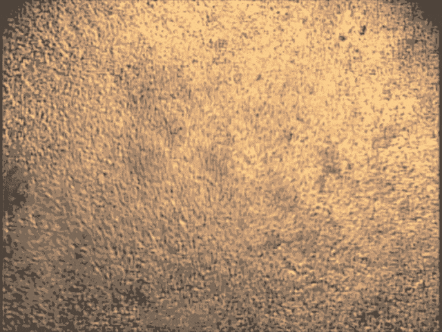 培養皿中的心臟干細胞