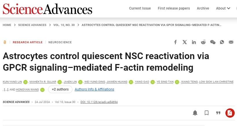 星形膠質(zhì)細胞通過(guò) GPCR 信號介導的 F-肌動(dòng)蛋白重塑控制靜止 NSC 再激活