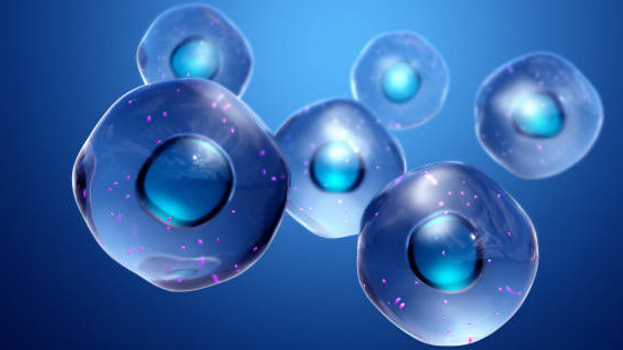 干細胞治療肝硬化的作用機制