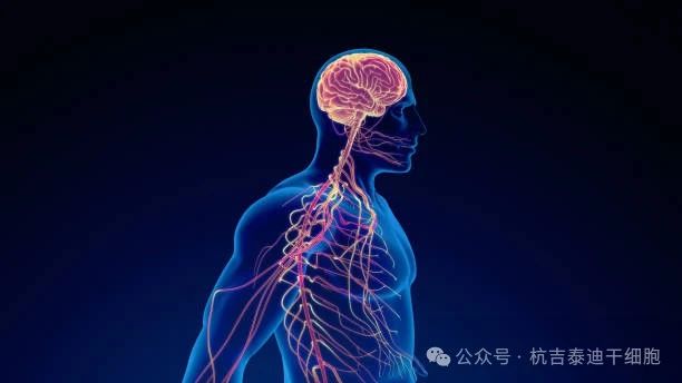 干細胞療法與神經(jīng)系統疾病