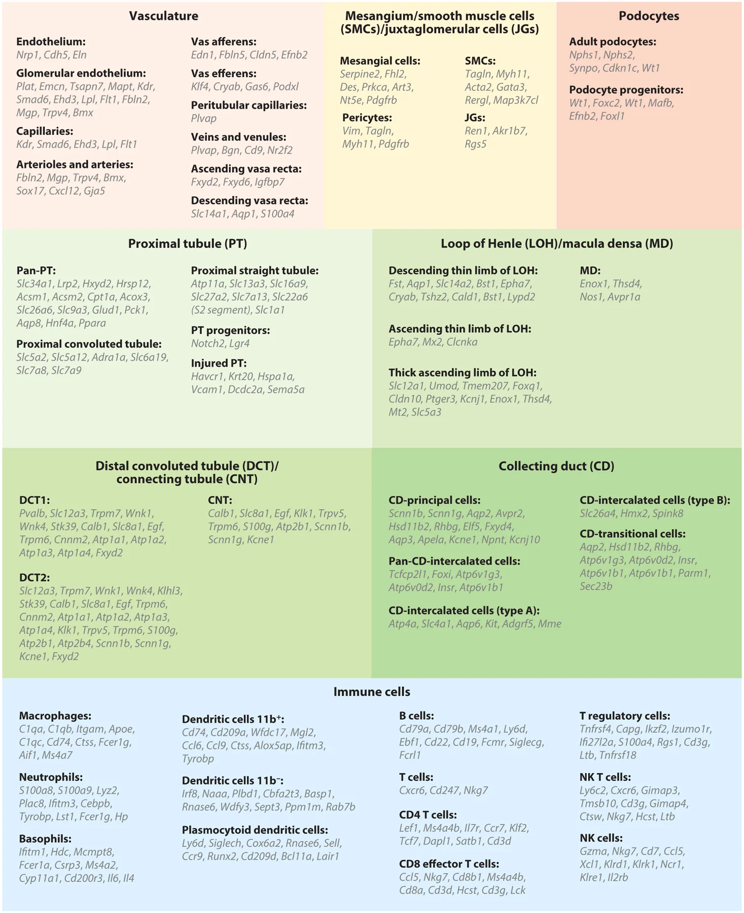 圖4：腎臟上皮細胞、內皮細胞和免疫細胞的細胞類(lèi)型特異性標記基因