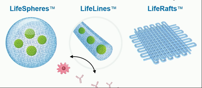 在移植過(guò)程中支持（通過(guò)營(yíng)養和氧氣轉移）和保護（通過(guò)免疫逃避）β細胞。
