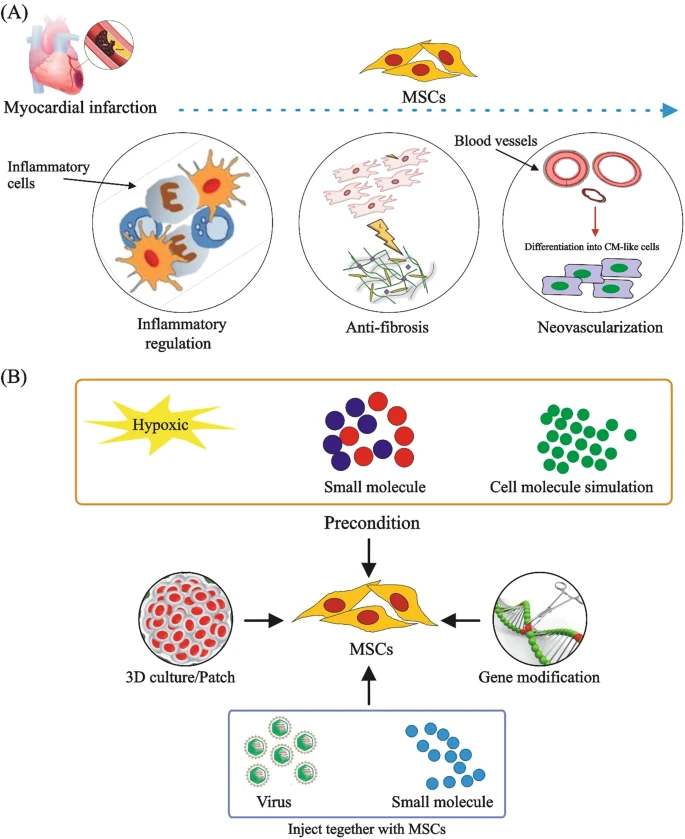 (A) MSCs通過(guò)調節炎癥、預防纖維化、促進(jìn)新血管形成和分化為心肌樣細胞來(lái)治療CVD。

(B) 改善MSCs在CVD中的治療效果的方法。為了提高M(jìn)SCs的治療效果，已經(jīng)采用了3D培養、含有MSCs的貼片、用缺氧或化學(xué)物質(zhì)進(jìn)行預處理、基因修飾以及病毒注射與小化合物或shRNA相結合等技術(shù)。