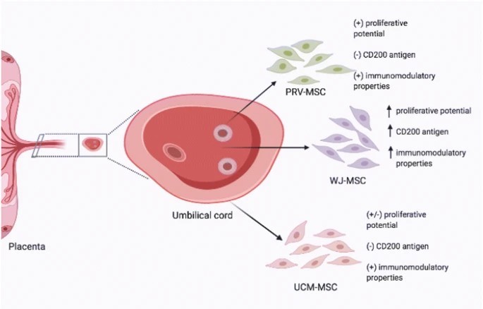 臍帶間充質(zhì)干細胞的來(lái)源、特性、作用是什么？