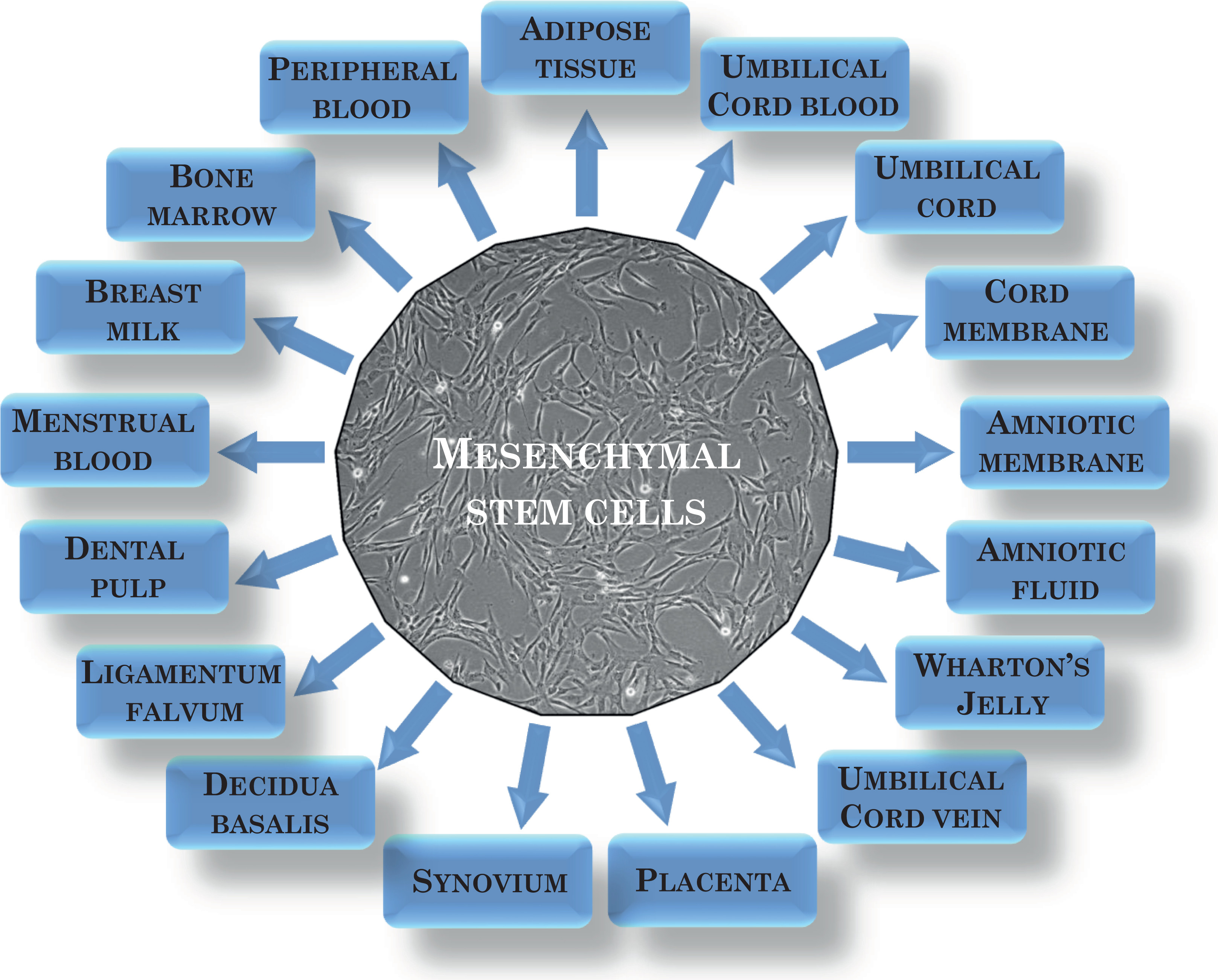圖1：間充質(zhì)干細胞的來(lái)源