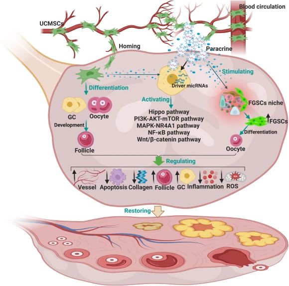 二、臍帶間充質(zhì)干細胞如何治療卵巢衰老？