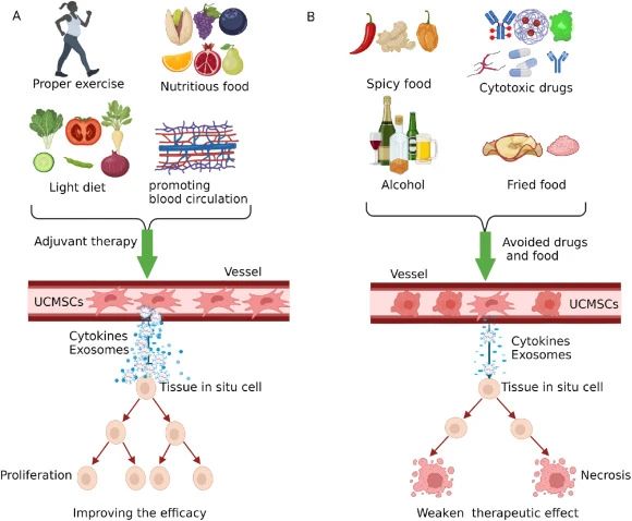 四、臍帶間充質(zhì)干細胞治療期間的注意事項