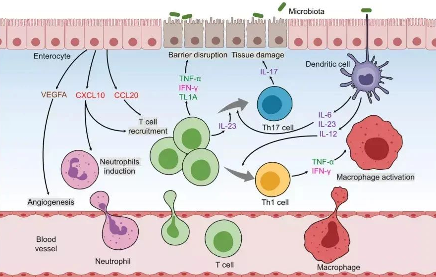 臍帶間充質(zhì)干細胞 臍帶間充質(zhì)干細胞
