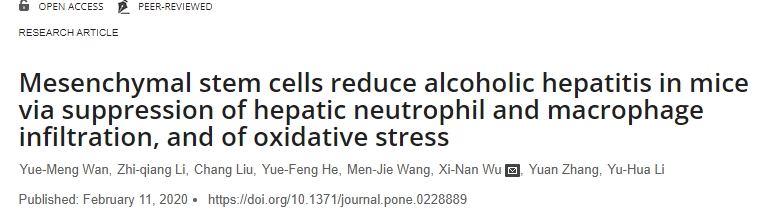 間充質(zhì)干細胞通過(guò)抑制肝臟中性粒細胞和巨噬細胞浸潤以及氧化應激來(lái)減輕小鼠的酒精性肝炎