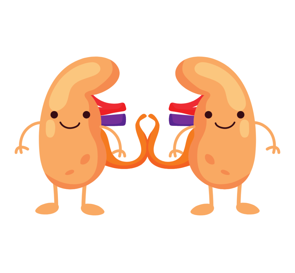 干細胞療法對治療腎臟疾病和腎移植的研究進(jìn)展