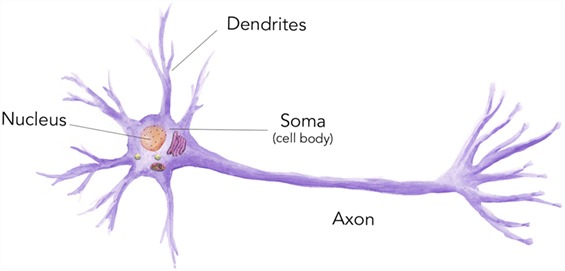 細胞是什么？ 