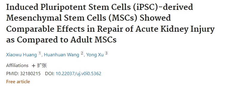 誘導性多能干細胞 (iPSC) 衍生的間充質(zhì)干細胞 (MSC) 在修復急性腎損傷方面表現出與成人MSC相當的效果