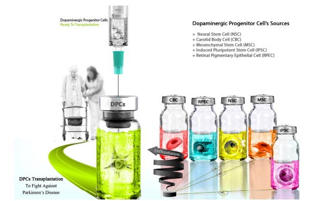 圖3：用于產(chǎn)生多巴胺能神經(jīng)元的不同細胞來(lái)源，以便將其應用于PD患者的移植。