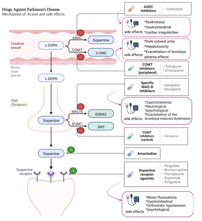 圖2：帕金森病患者使用的藥物及其作用機制。