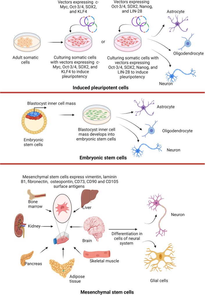 圖1：不同來(lái)源的干細胞可用于治療神經(jīng)退行性疾病。