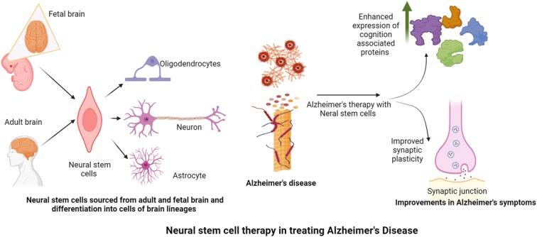 圖2：神經(jīng)干細胞在改善阿爾茨海默病癥狀中的作用。