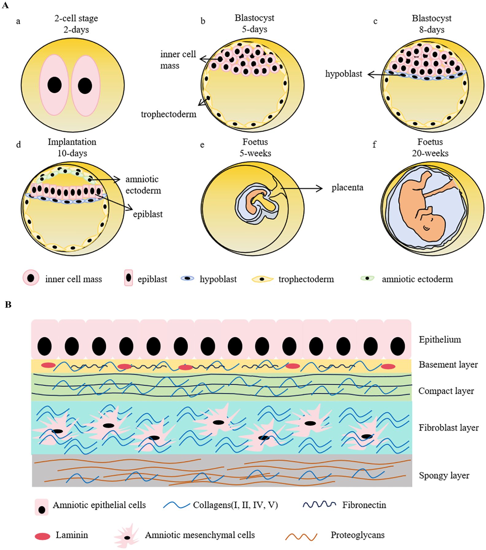 圖1：早期胚胎發(fā)育示意圖和人羊膜結構