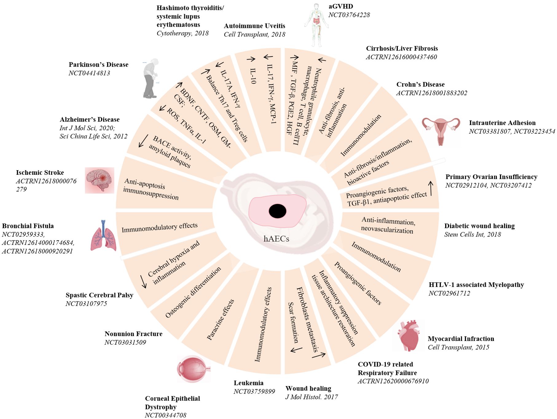 圖3：hAECs在疾病治療中的臨床前和臨床研究。hAECs在各種疾病治療中的示意圖和潛在的機制。