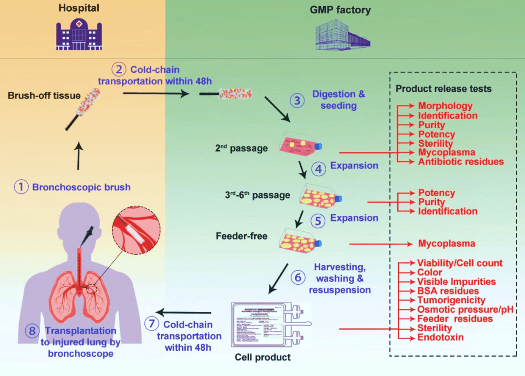 圖2. ?圖示支氣管上皮基底層來(lái)源的P63+?LPC（左圖來(lái)自Janes SM，2022；右圖來(lái)自左為課題組）及其用于臨床治療的流程。