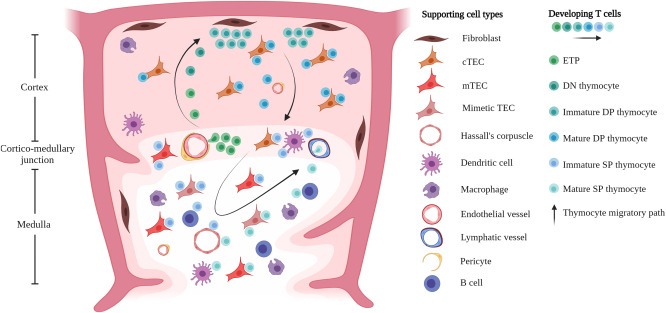 圖1：T細胞的發(fā)育和選擇在胸腺微環(huán)境中受時(shí)空信號以及與支持基質(zhì)、上皮和造血細胞相互作用的引導