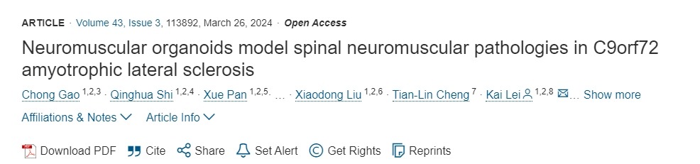 神經(jīng)肌肉類(lèi)器官模擬 C9orf72肌萎縮側索硬化癥中的脊髓神經(jīng)肌肉病理
