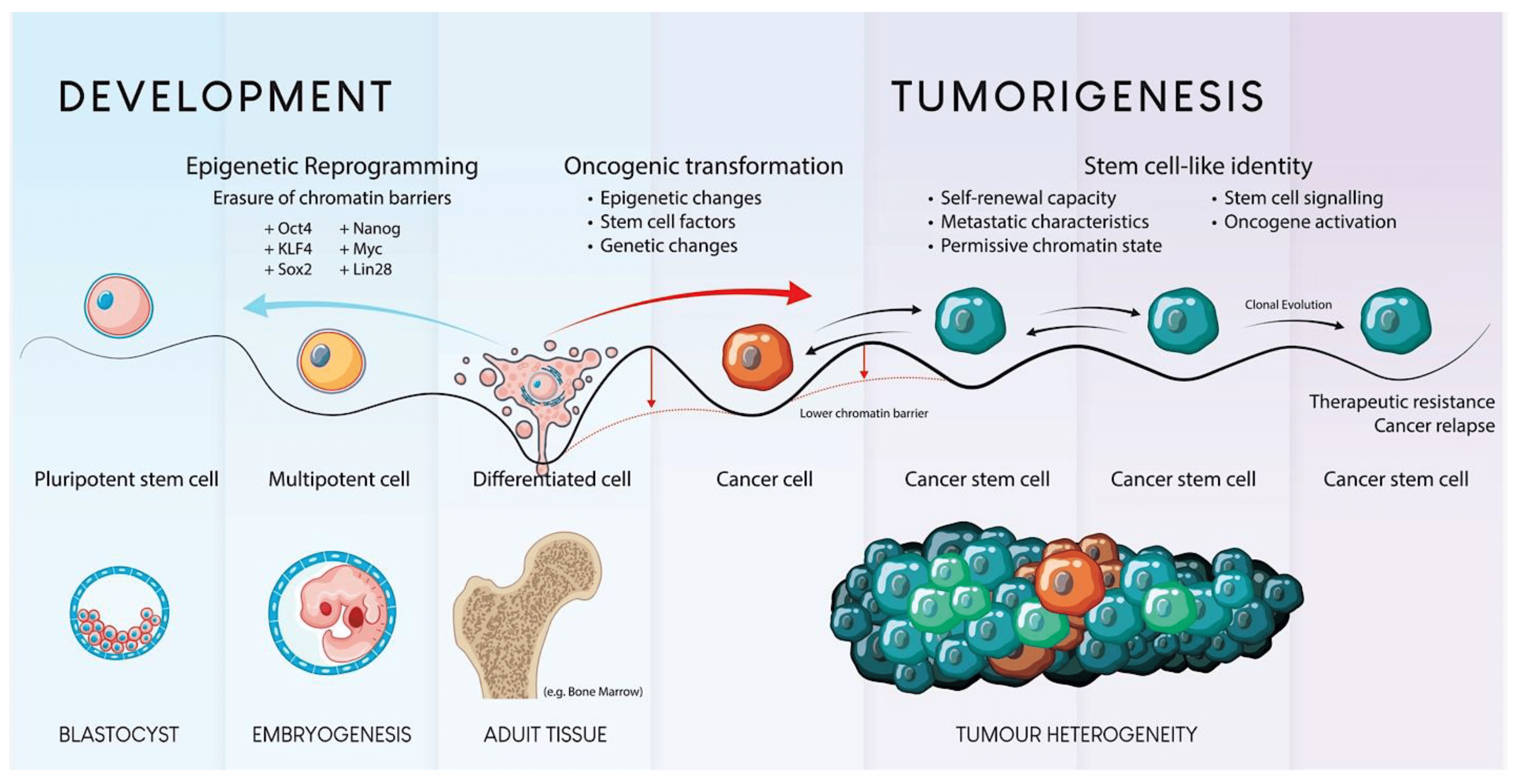 圖1.?干細胞發(fā)育和腫瘤發(fā)生的示意圖。