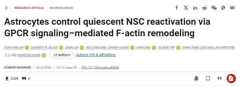 星形膠質(zhì)細胞通過(guò) GPCR 信號介導的 F-肌動(dòng)蛋白重塑控制靜止 NSC 再激活 星形膠質(zhì)細胞通過(guò) GPCR 信號介導的 F-肌動(dòng)蛋白重塑控制靜止 NSC 再激活