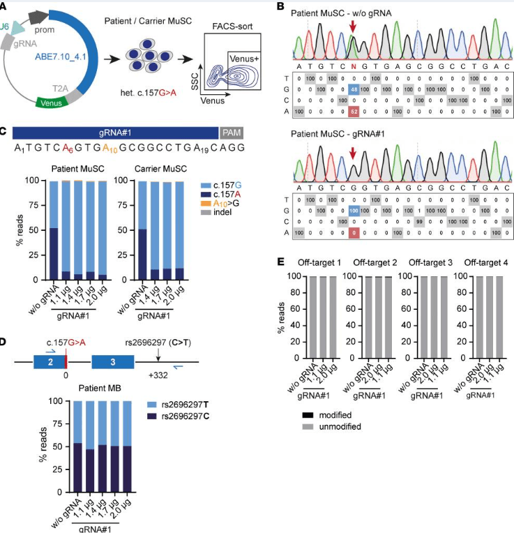  ABE 修復患者和攜帶者原發(fā)性 MuSC 中的SGCA?c.157G>A 突變，且沒(méi)有可檢測到的脫靶編輯。