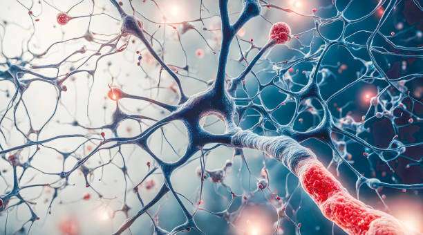 胚胎干細胞和神經(jīng)干細胞在科學(xué)研究中的區別是什么？