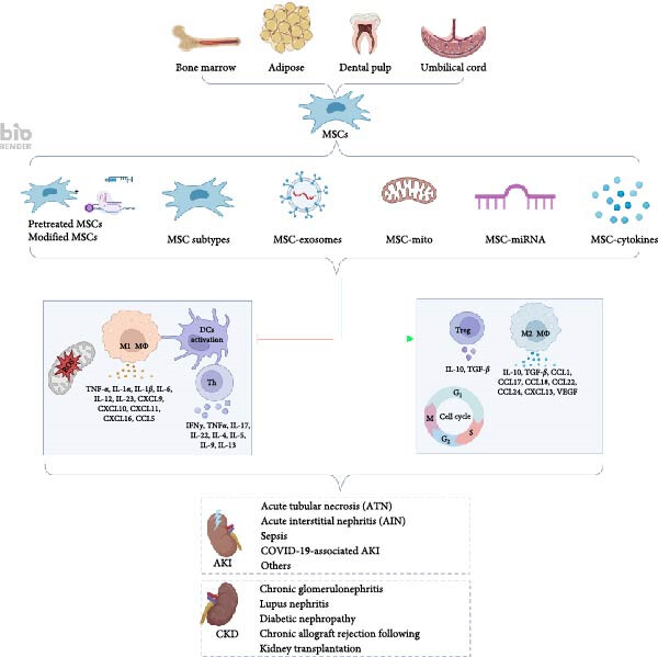 圖1：間充質(zhì)干細胞介導的免疫調節和組織修復在腎臟疾病中的機制。