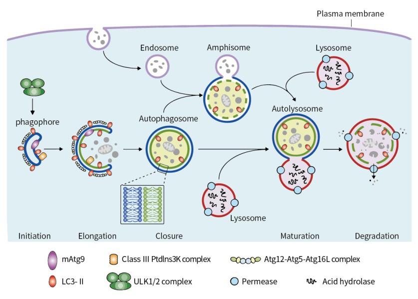 什么是細胞自噬？