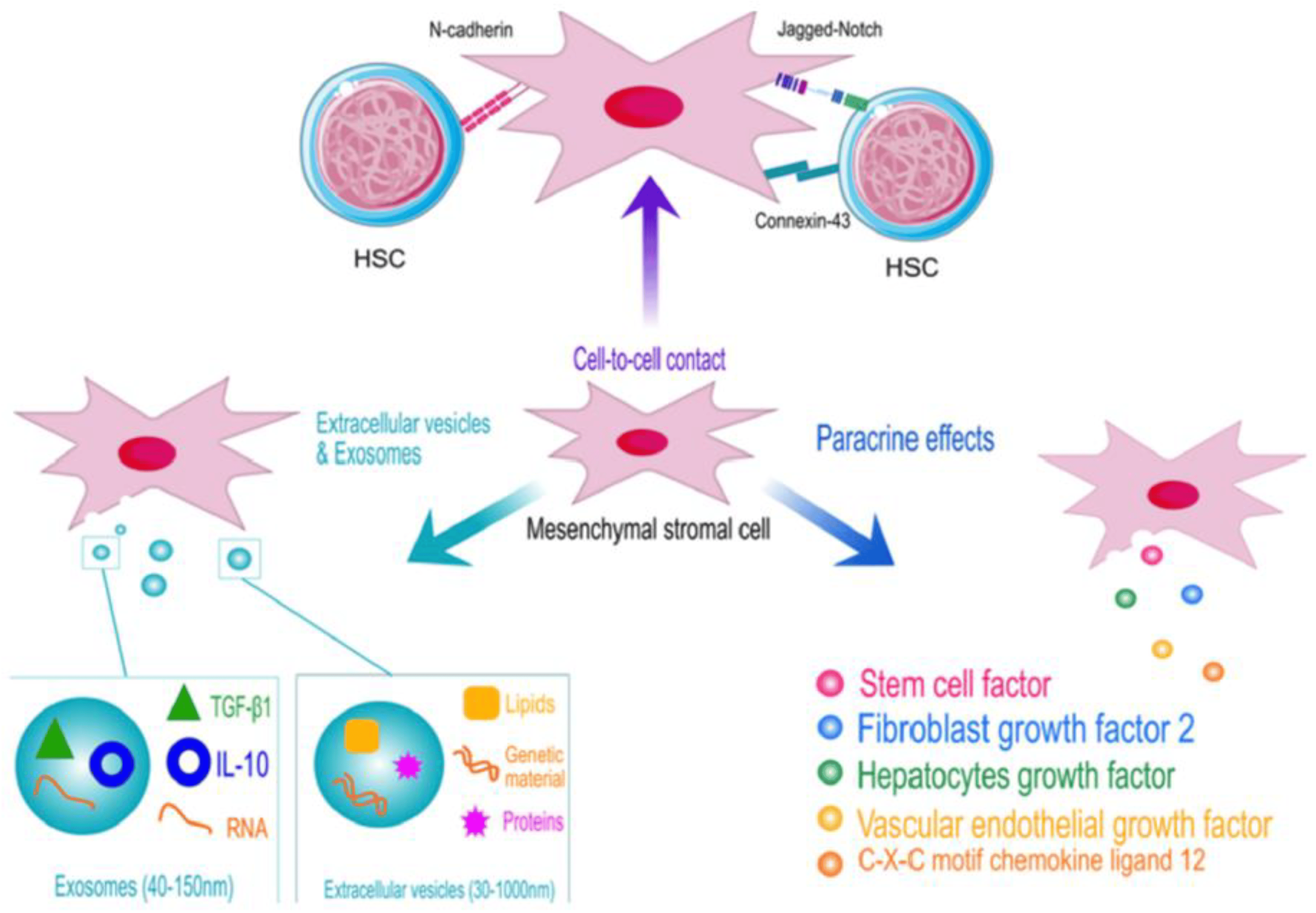 圖1：顯示了造血干細胞 (HSC) 和間充質(zhì)干細胞 (MSC) 之間相互作用的示意圖，強調了它們在卵巢再生中的協(xié)同作用。