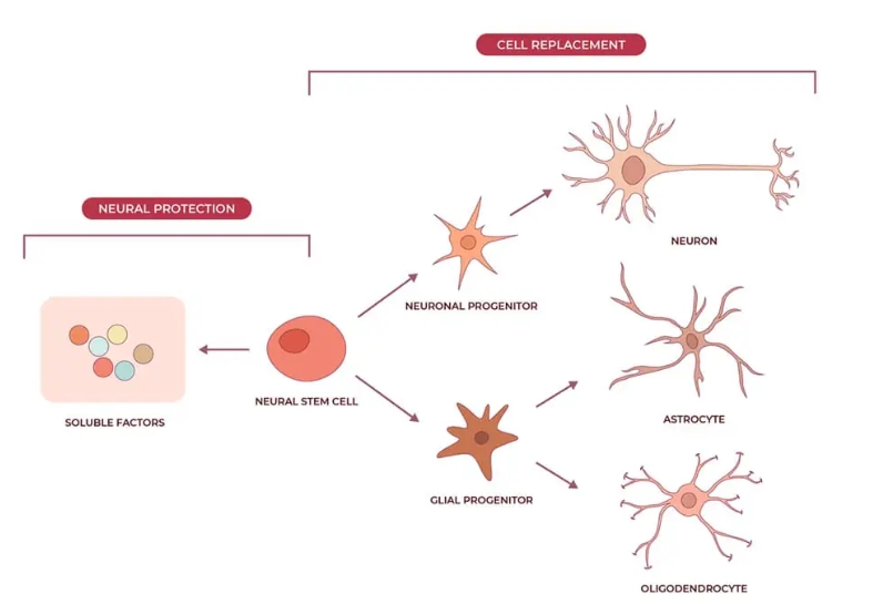 神經(jīng)干細胞可分化為神經(jīng)元、星形膠質(zhì)細胞和少突膠質(zhì)細胞，在恢復神經(jīng)系統疾病的認知功能方面取得重大進(jìn)展