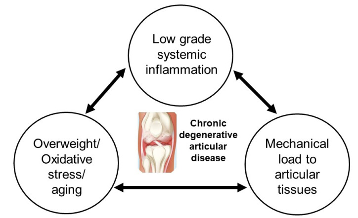 圖1：膝骨關(guān)節炎的病理生理學(xué)。