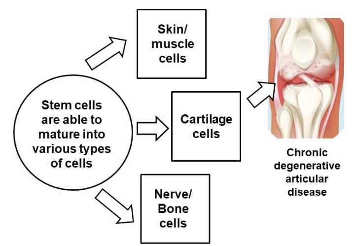 圖3：干細胞治療膝骨關(guān)節炎