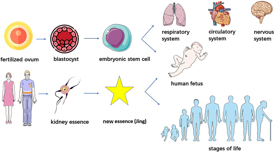 圖2.干細胞與“腎精”的鑒別。