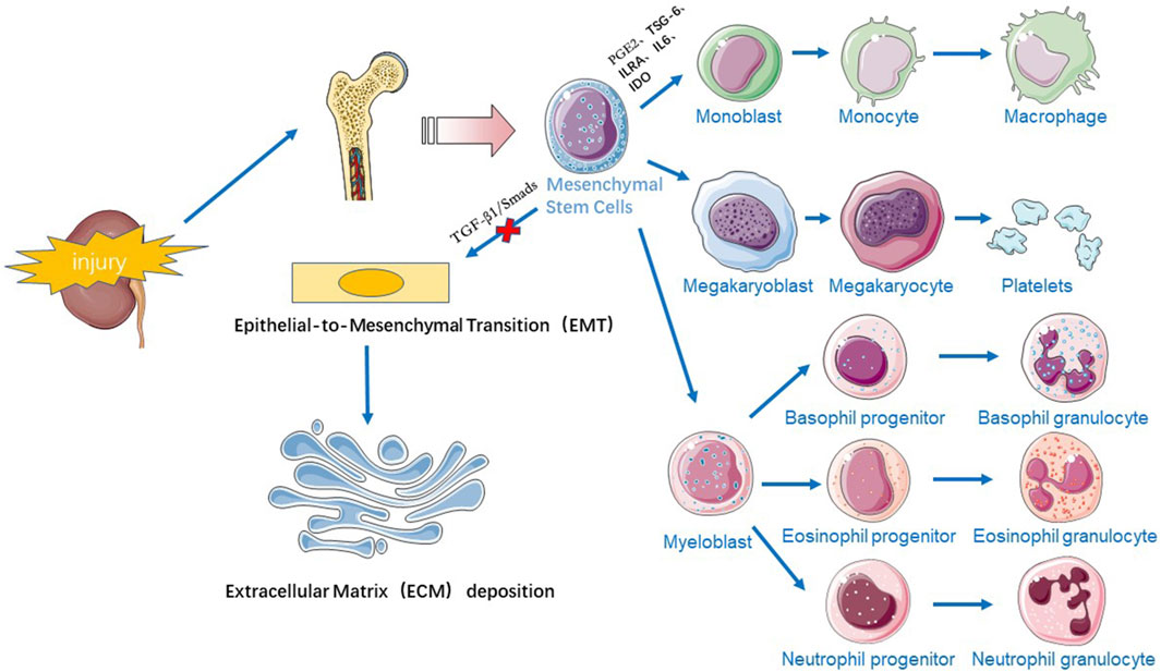 圖1：干細胞療法治療慢性腎病的機制示意圖。
