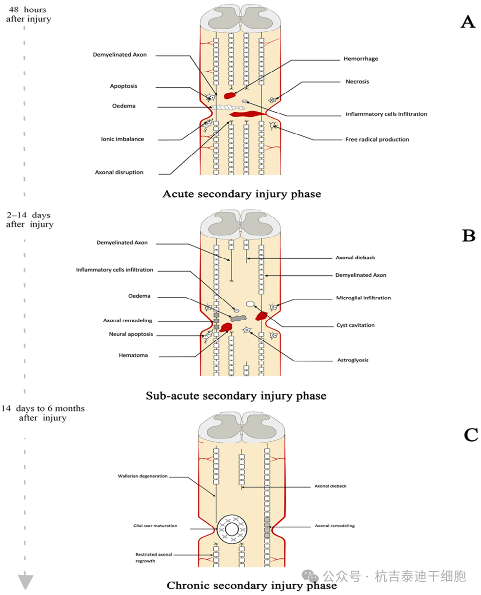 圖2：繼發(fā)性病變進(jìn)展