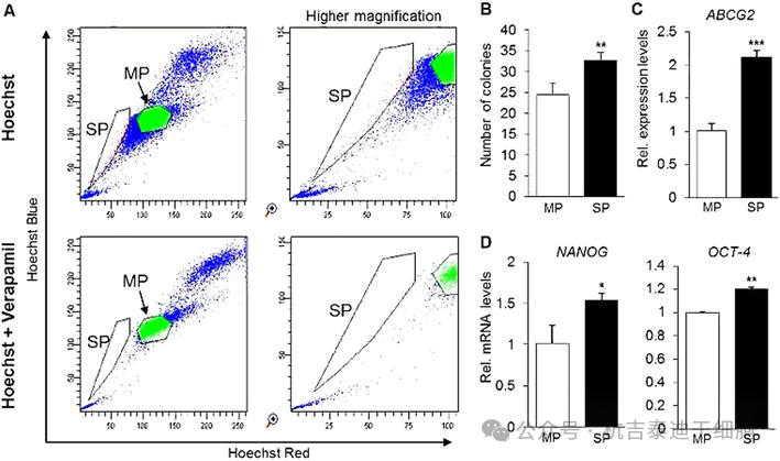 圖8：使用染料Hoechst-33342和維拉帕米識別成體干細胞。