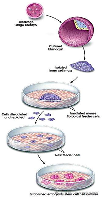 圖4：在實(shí)驗室中培養人類(lèi)胚胎干細胞。