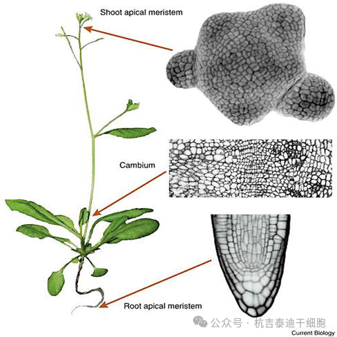 圖2：顯示植物的分生組織，以莖和根頂端分生組織和形成層表示。分生組織是植物的干細胞，也是全能性的，能夠產(chǎn)生整個(gè)植物。