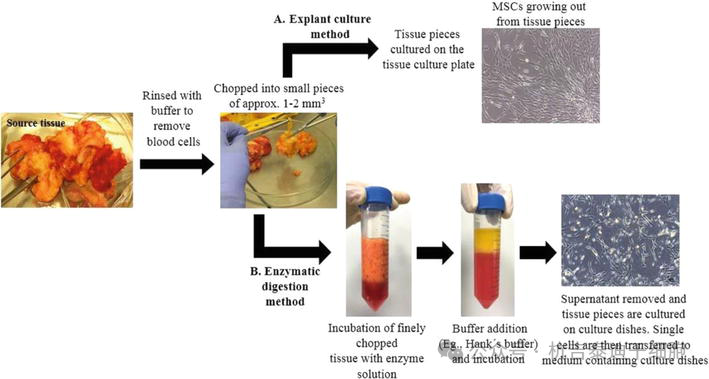 圖6：在實(shí)驗室環(huán)境中培養成體（間充質(zhì)）干細胞的無(wú)菌方法。
