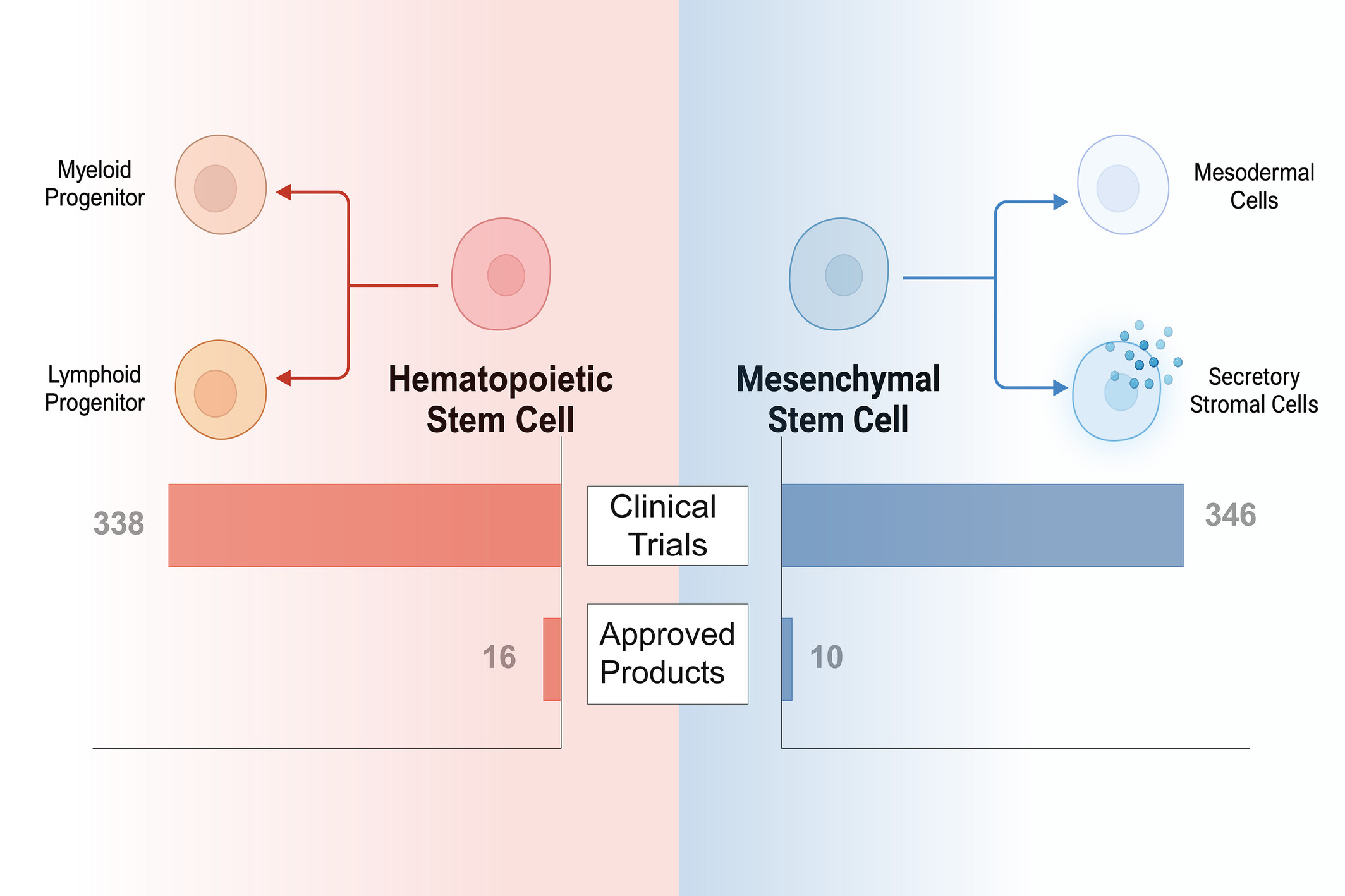 圖1：已獲批準或臨床研究的干細胞療法中使用的常見(jiàn)干細胞類(lèi)型。HSC和MSC在干細胞療法的臨床領(lǐng)域中占主導地位。