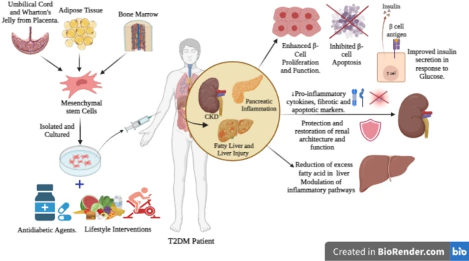 圖1：干細胞治療和藥物干預的聯(lián)合作用。