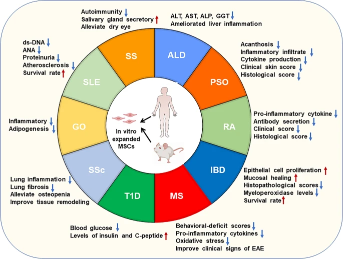 圖2：間充質(zhì)干細胞治療自身免疫性疾病的臨床前研究