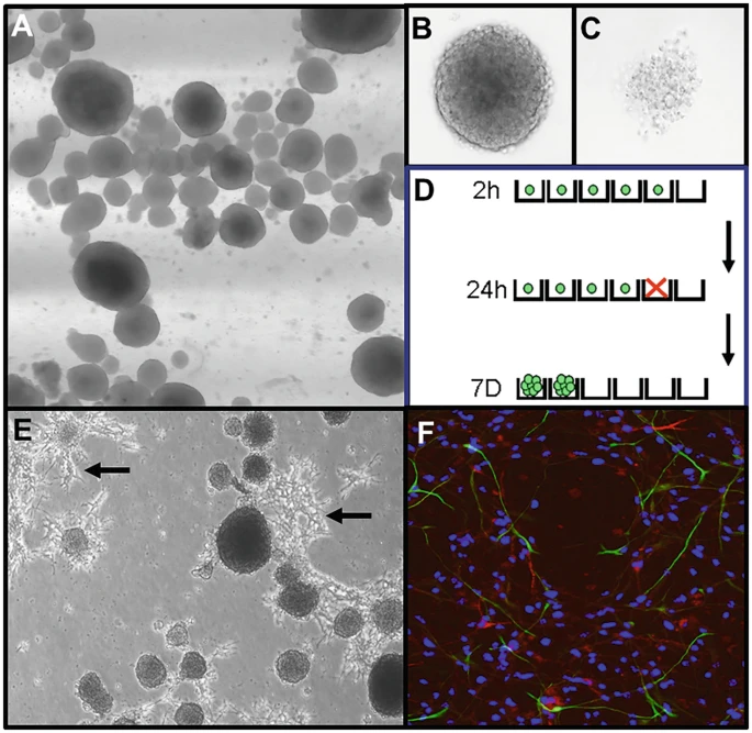 圖2：神經(jīng)球培養技術(shù)。