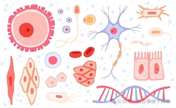 什么是成體干細胞？它們在再生醫學(xué)中的作用