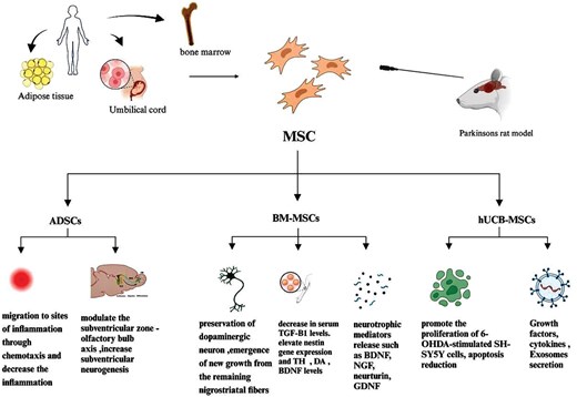 圖4：不同類(lèi)型的間充質(zhì)干細胞在帕金森病中的治療潛力和機制的概述。