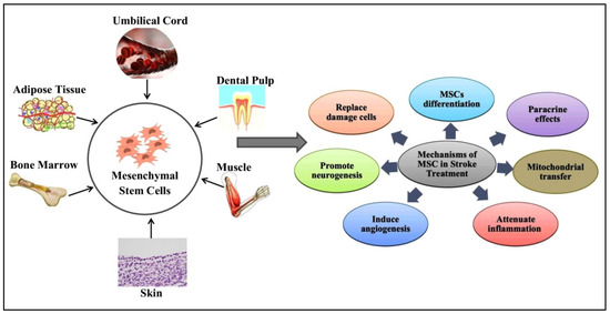 圖1：間充質(zhì)干細胞 (MSC) 的來(lái)源和治療機制。